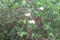 Cornus sanguinea_Jordi Puyuelo