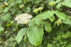 Cornus sanguinea sanguinea_Josep Lluis Berdonces CC BY-NC