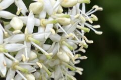 Cornus sanguinea_Josep Lluis Berdonces CC BY-NC