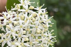 Cornus sanguinea_Josep Lluis Berdonces CC BY-NC