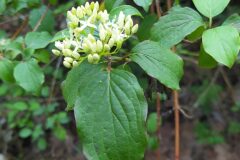 Cornus sanguinea sanguinea_Merce Vallicrosa CC BY-NC