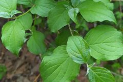 Cornus sanguinea_Merce Vallicrosa CC BY-NC
