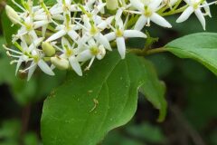 Cornus sanguinea_Merce Vallicrosa CC BY-NC