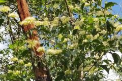 Cornus sanguinea sanguinea_Merce Vallicrosa CC BY-NC