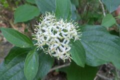 Cornus sanguinea sanguinea_Montserrat Garcia