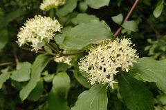 Cornus sanguinea_Neus Julia CC BY-SA