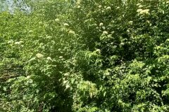 Cornus sanguinea sanguinea_Neus Julia CC BY-SA