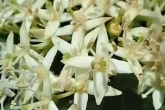 Cornus sanguinea_Neus Julia CC BY-SA