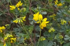 Coronilla valentina glauca_Merce Vallicrosa CC BY-NC