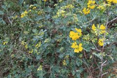 Coronilla valentina glauca_Merce Vallicrosa CC BY-NC