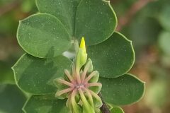 Coronilla valentina glauca_Merce Vallicrosa CC BY-NC
