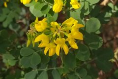 Coronilla valentina glauca_Merce Vallicrosa CC BY-NC