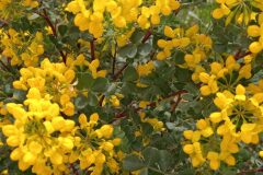 Coronilla valentina glauca_Neus Julia CC BY-SA