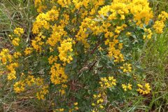 Coronilla valentina glauca_Neus Julia CC BY-SA