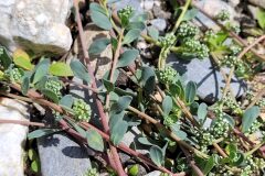 Corrigiola litoralis litoralis_Jordi Bassols CC BY-NC SA