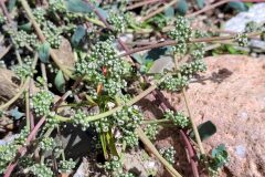 Corrigiola litoralis litoralis_Jordi Bassols CC BY-NC SA