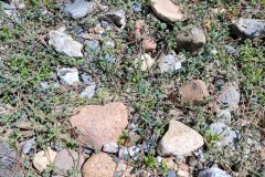 Corrigiola litoralis litoralis_Jordi Bassols CC BY-NC SA