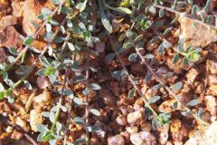 Corrigiola litoralis litoralis_Merce Vallicrosa CC BY-NC