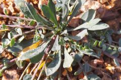 Corrigiola litoralis litoralis_Merce Vallicrosa CC BY-NC