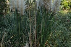 Cortaderia selloana_Katarzyna Zarnowiec CC BY-SA