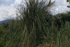 Cortaderia selloana_Katarzyna Zarnowiec CC BY-SA