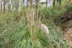 Cortaderia selloana_Sonia Garcia CC BY-NC