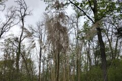Cortaderia selloana_Sonia Garcia CC BY-NC