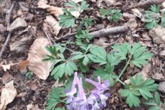Corydalis solida solida_Felix Mascort CC BY-NC