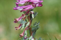 Corydalis solida solida_Joaquim Reberte