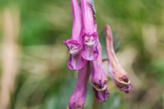 Corydalis solida solida_Joaquim Reberte