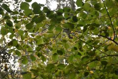 Corylus avellana_Gabriel Huguet