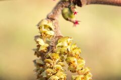 Corylus avellana_Joaquim Reberte