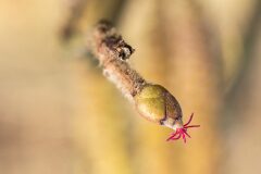 Corylus avellana_Joaquim Reberte