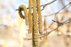 Corylus avellana_Joaquim Reberte