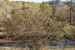 Corylus avellana_Joaquim Reberte