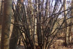 Corylus avellana_Merce Vallicrosa CC BY-NC