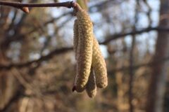 Corylus avellana_Merce Vallicrosa CC BY-NC