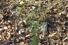 Cota triumfettii_Pere Barnola CC BY-SA