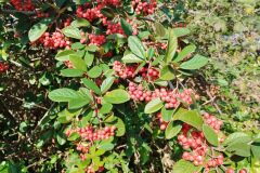 Cotoneaster coriaceus_Josep Gesti CC BY-SA