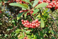 Cotoneaster coriaceus_Josep Gesti CC BY-SA