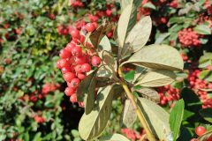 Cotoneaster coriaceus_Josep Gesti CC BY-SA