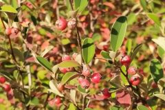 Cotoneaster pannosus