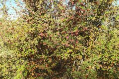 Cotoneaster pannosus_Merce Vallicrosa CC BY-NC