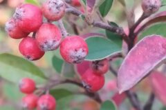 Cotoneaster pannosus_Merce Vallicrosa CC BY-NC