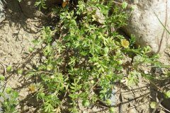 Cotula australis_Pere Barnola CC BY-SA