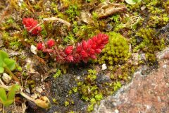 Crassula tillaea_Josep Maria Panareda CC BY-NC