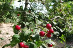 Crataegus monogyna_Alexandra Perandones