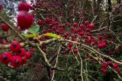 Crataegus monogyna_Anna Tello