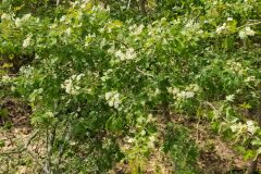 Crataegus monogyna_Eden Ramirez