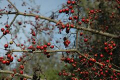 Crataegus monogyna_Gabriel Huguet